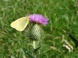 sárga pill silybumon